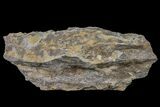 Fossil Lycopod Tree Root (Stigmaria) - Kentucky #160232-2